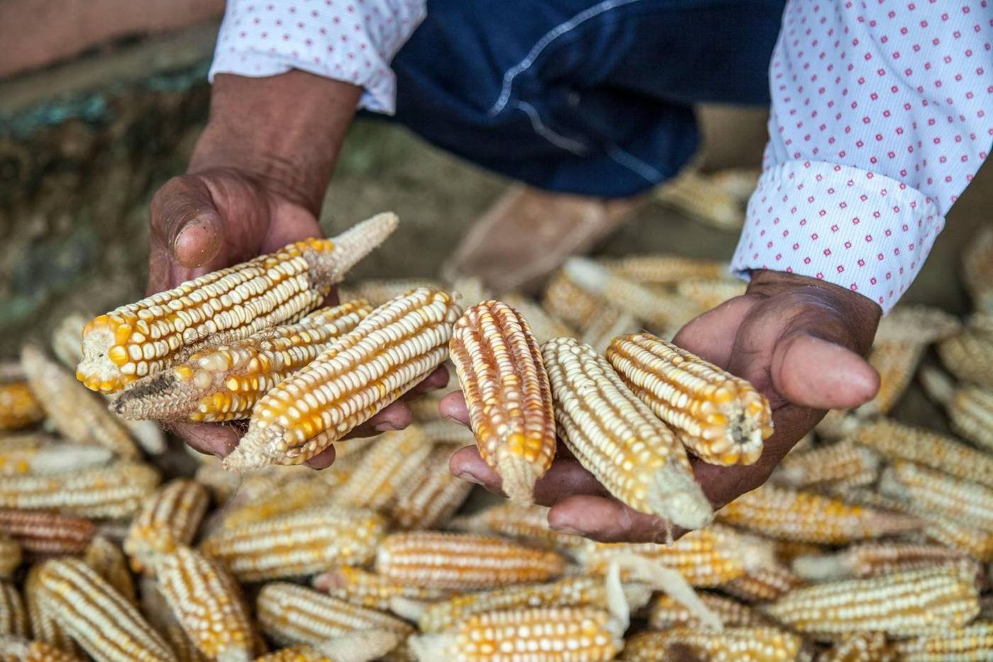 Manos sosteniendo mazorcas de maíz recién cosechadas